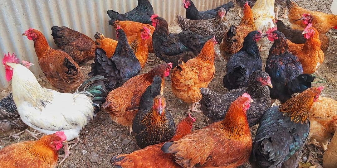 Imani Poultry Kuroilers